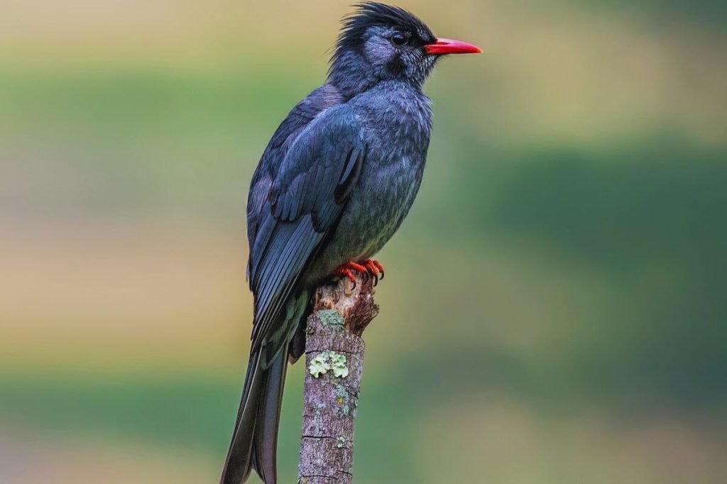 Himalayan Black Bulbul