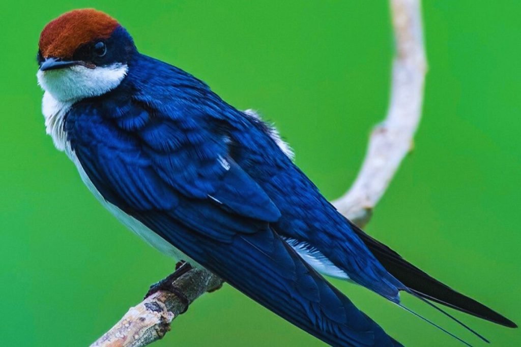 Wire-tailed Swallow