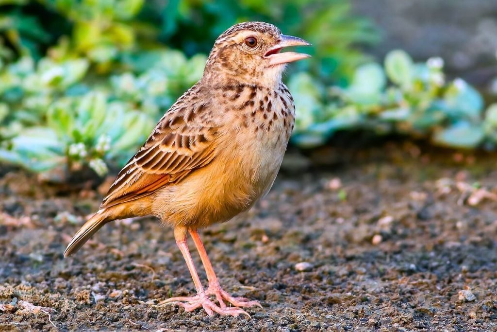 Bengal Bushlark in Rajaji National Park