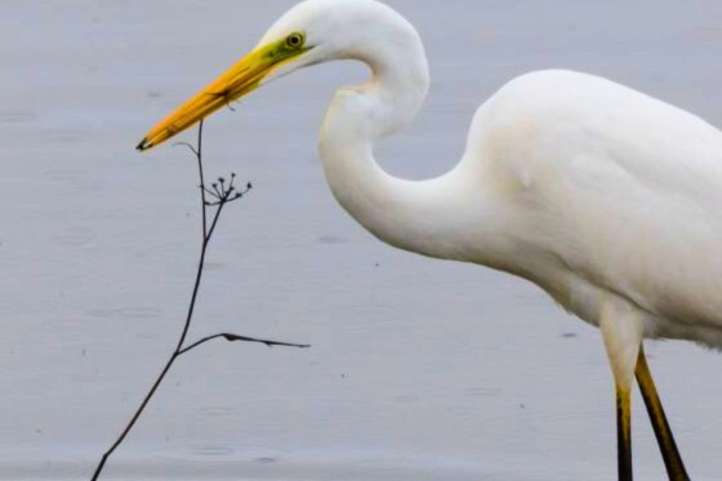 White Egrets