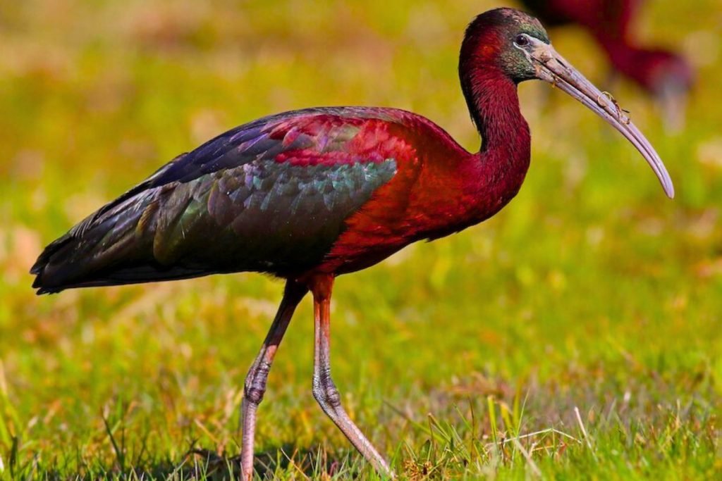 Glossy Ibis