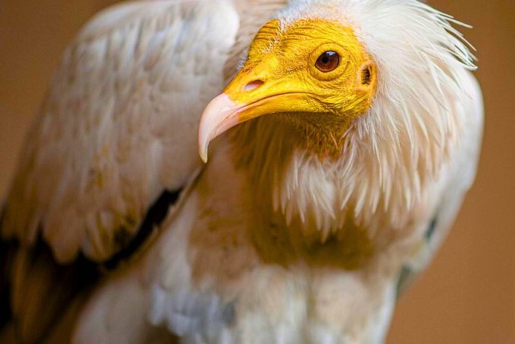 Egyptian Vultures