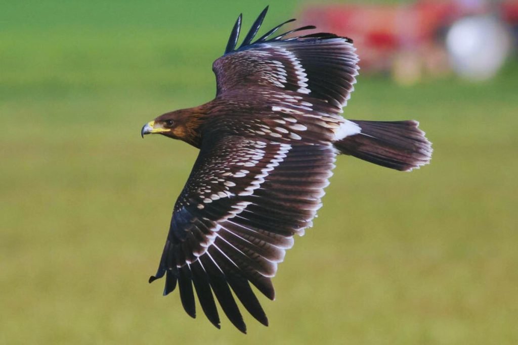 Greater Spotted Eagle