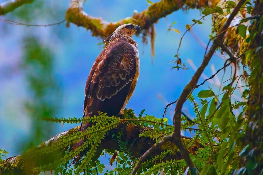 Mountain Hawk-Eagle