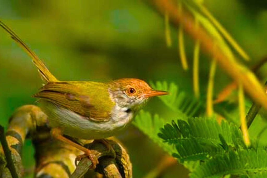 Common Tailorbird