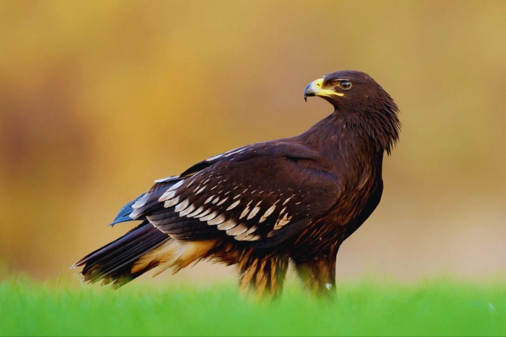 Greater Spotted Eagle
