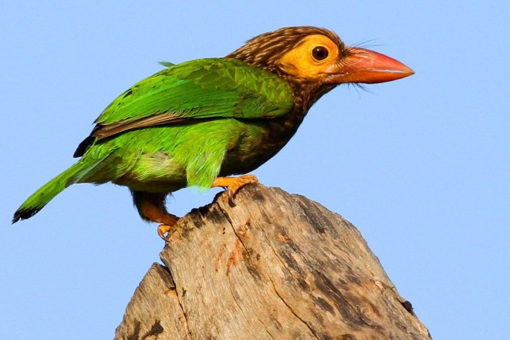 Brown-headed Barbet