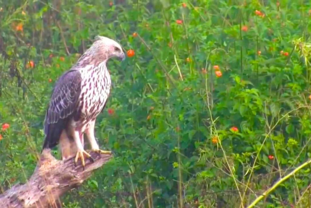 Mountain Hawk-Eagle