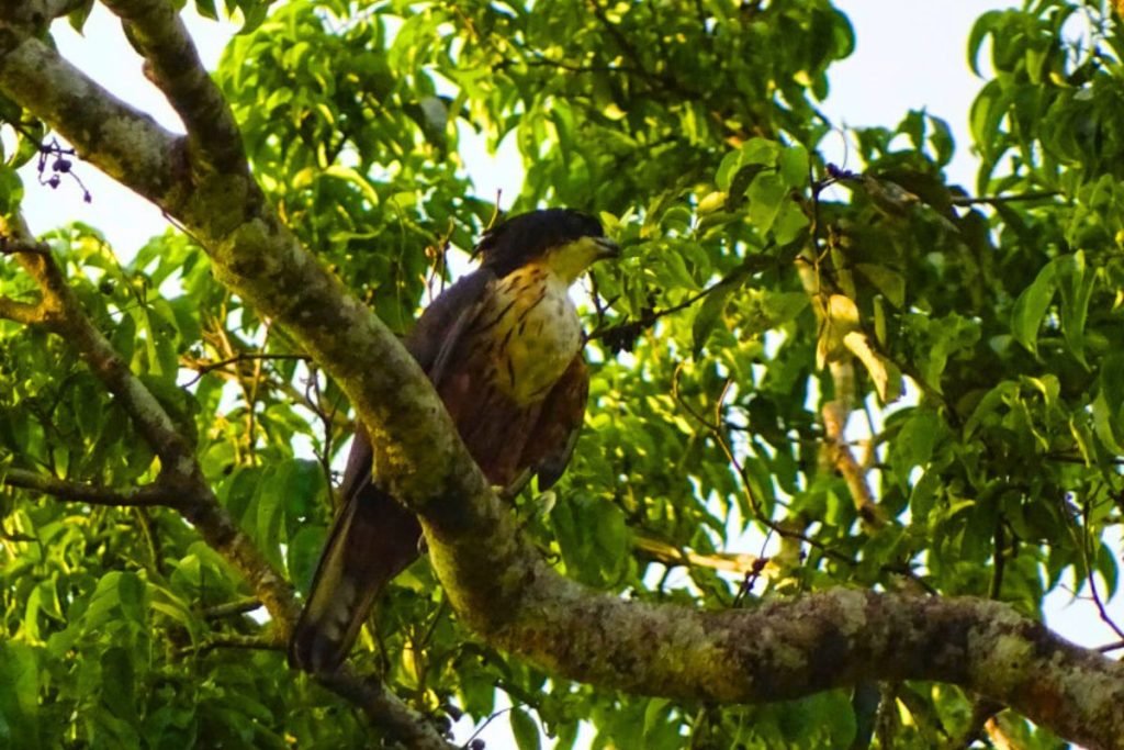 Rufous-bellied Eagle