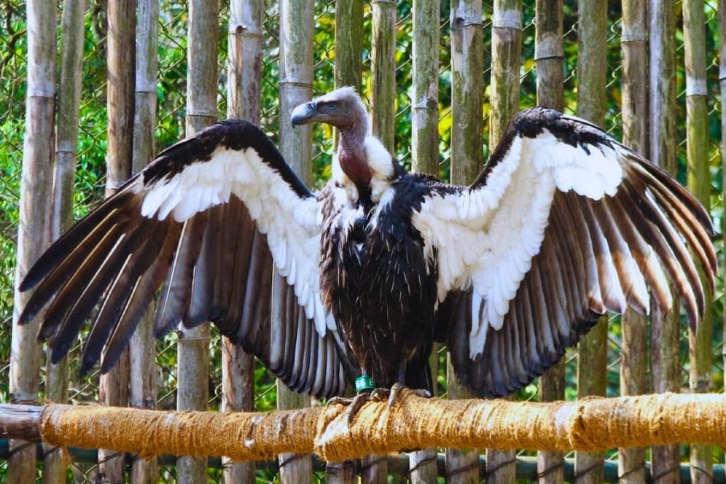White-rumped Vultures in Rajaji National Park