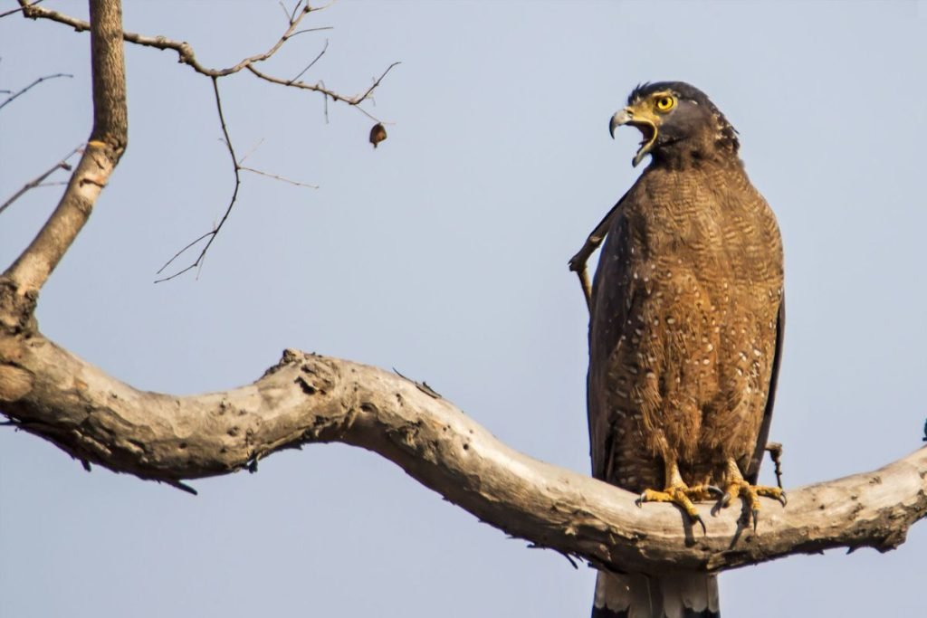 Crested Serpent-Eagle