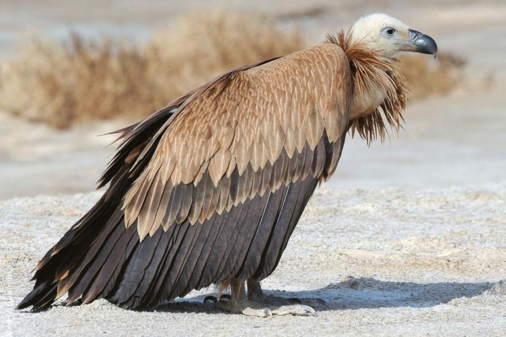 Eurasian Griffon in Rajaji National Park