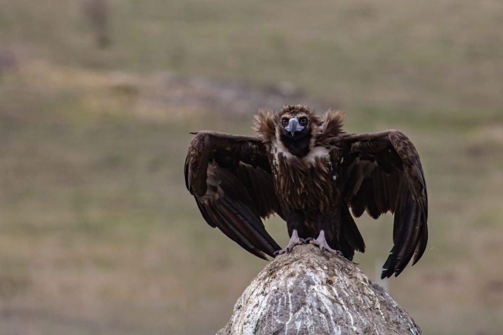 Cinereous Vulture