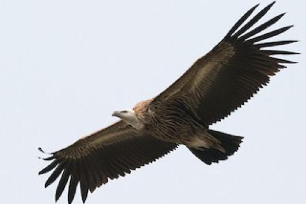 Himalayan Griffon