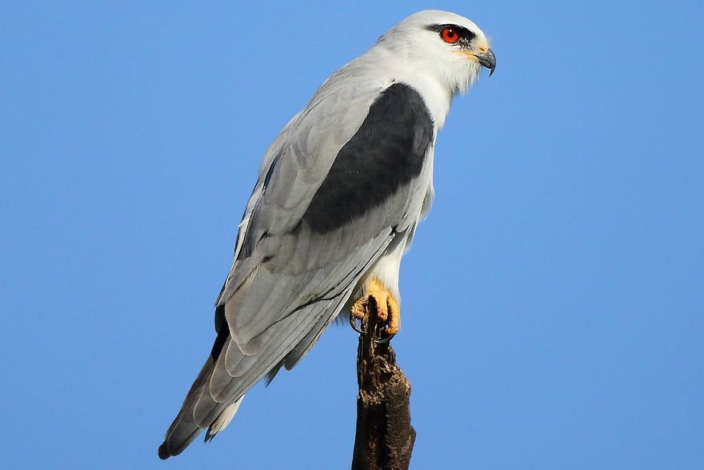 Black-winged Kite