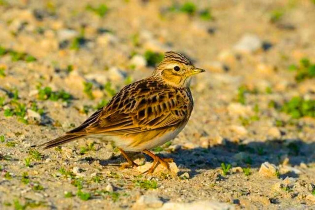 Oriental Skylark
