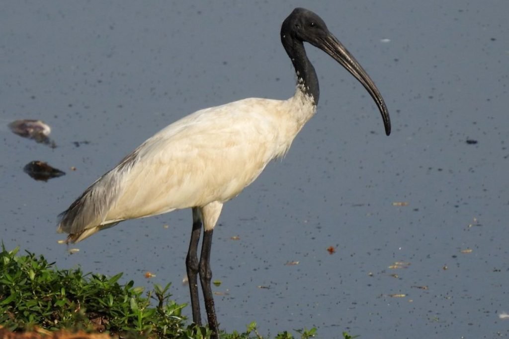 Black-headed Ibis