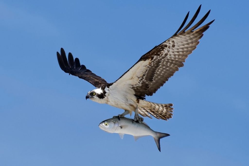 Osprey in Rajaji National Park