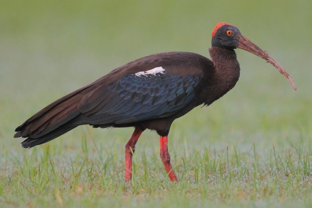 Red-naped Ibis