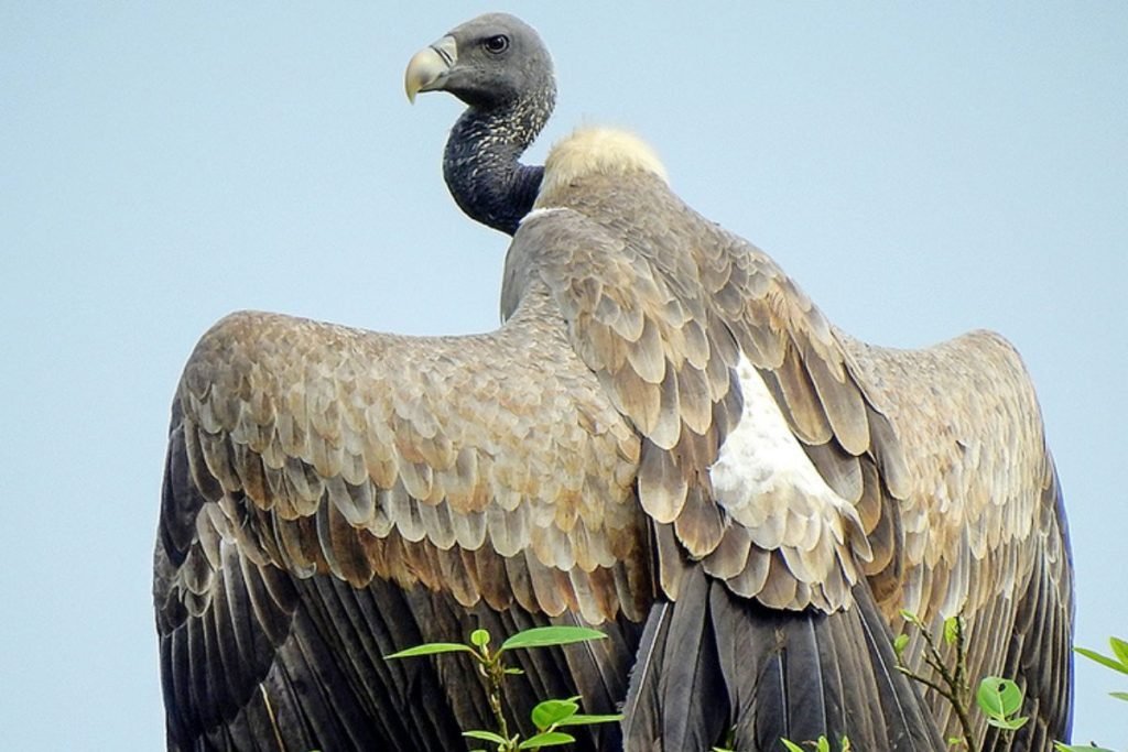 Gyps Vultures