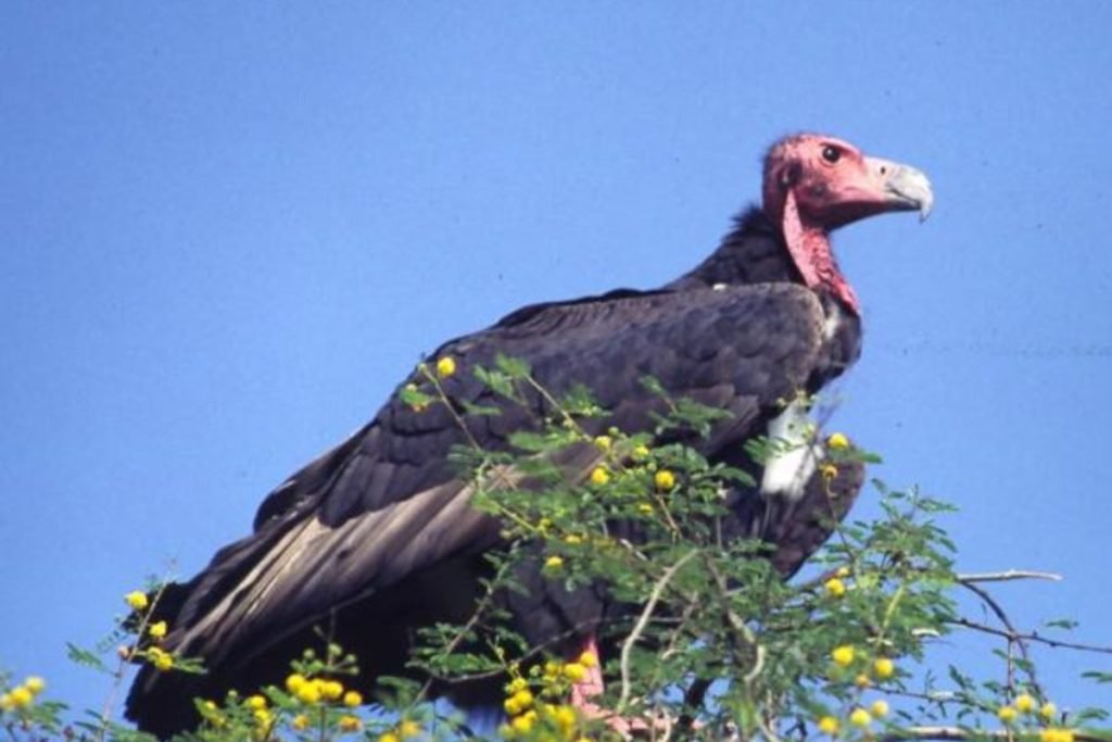 Red-headed Vulture