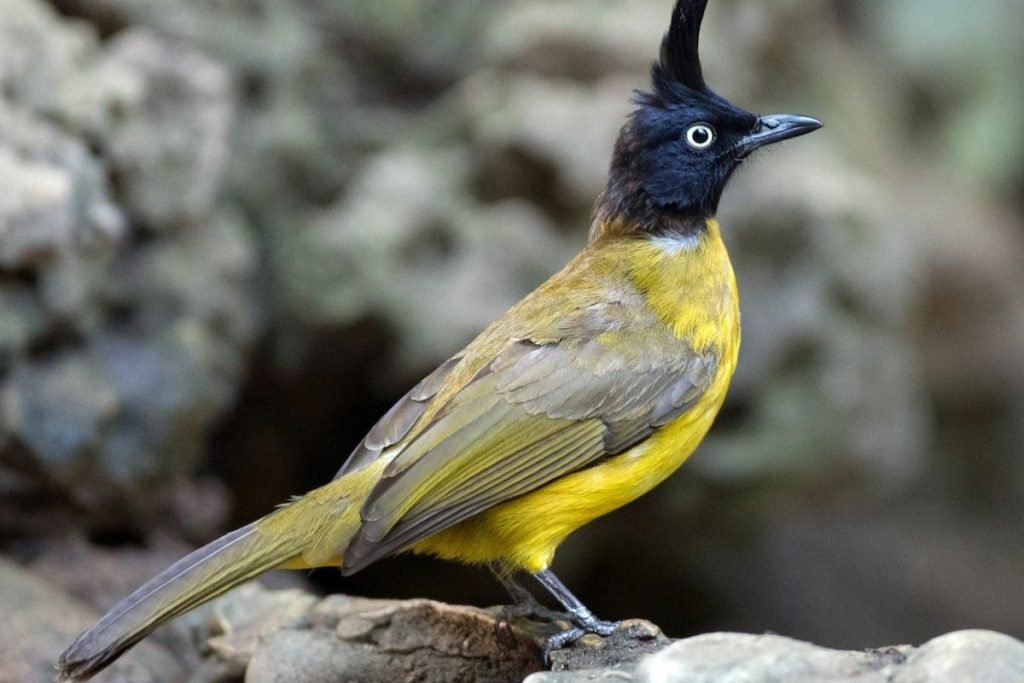 Black-Crested Bulbul