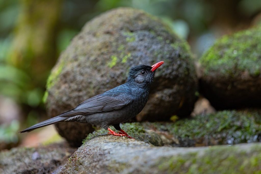 Himalayan Black Bulbul