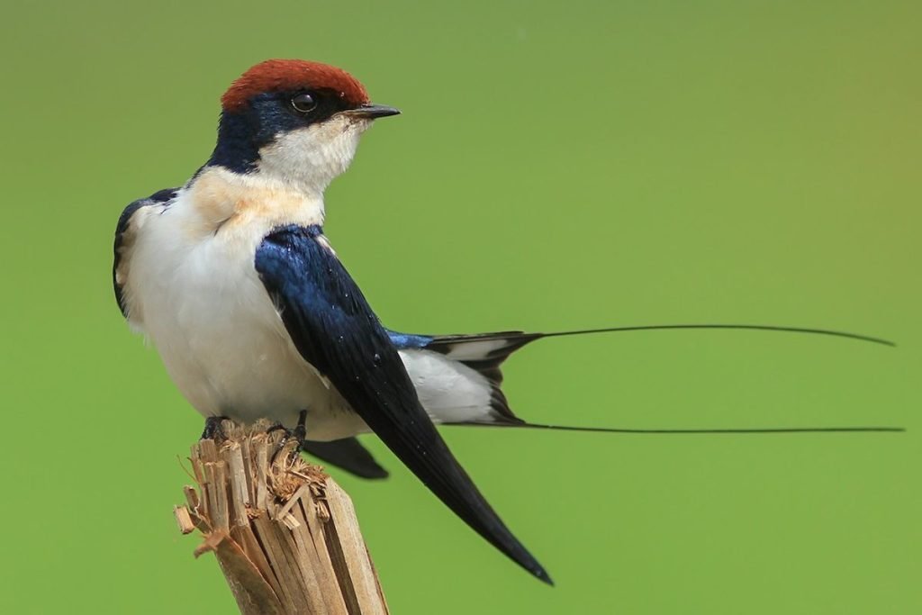 Wire-tailed Swallow