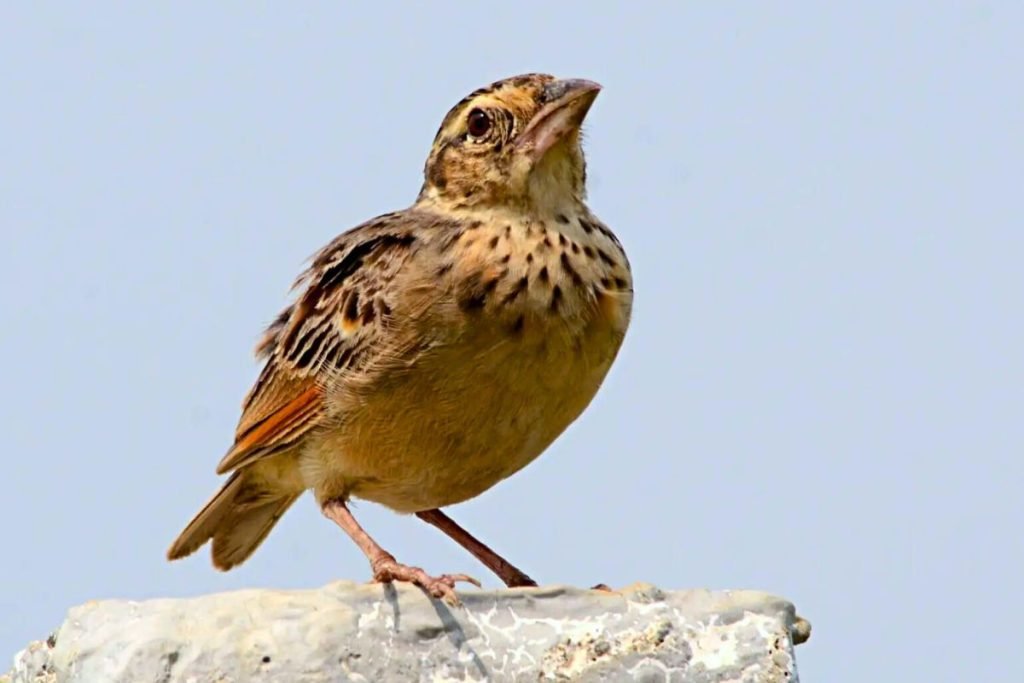 Bengal Bushlark in Rajaji National Park