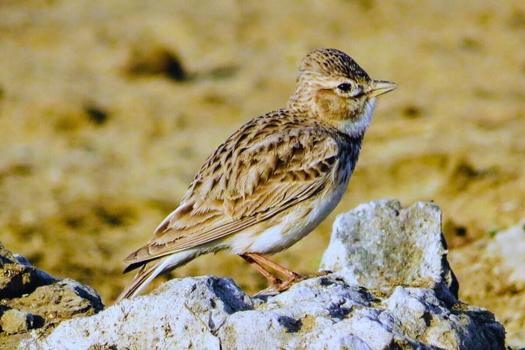 Sand Lark