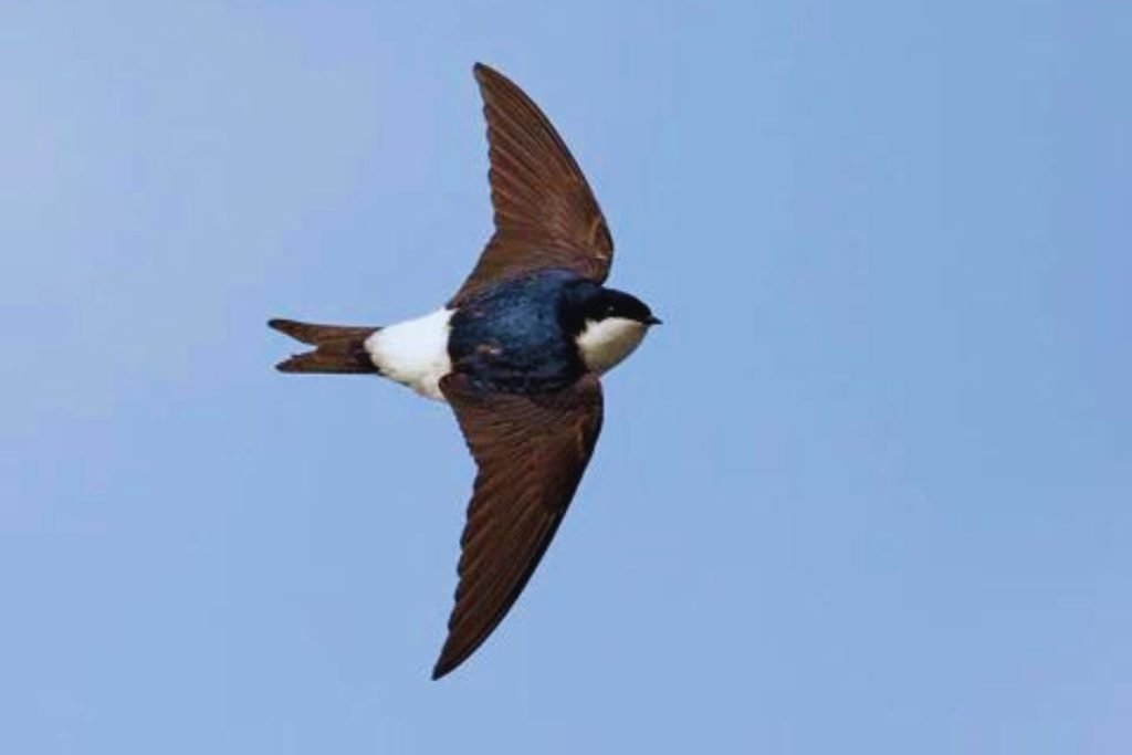 Martins in Rajaji National Park