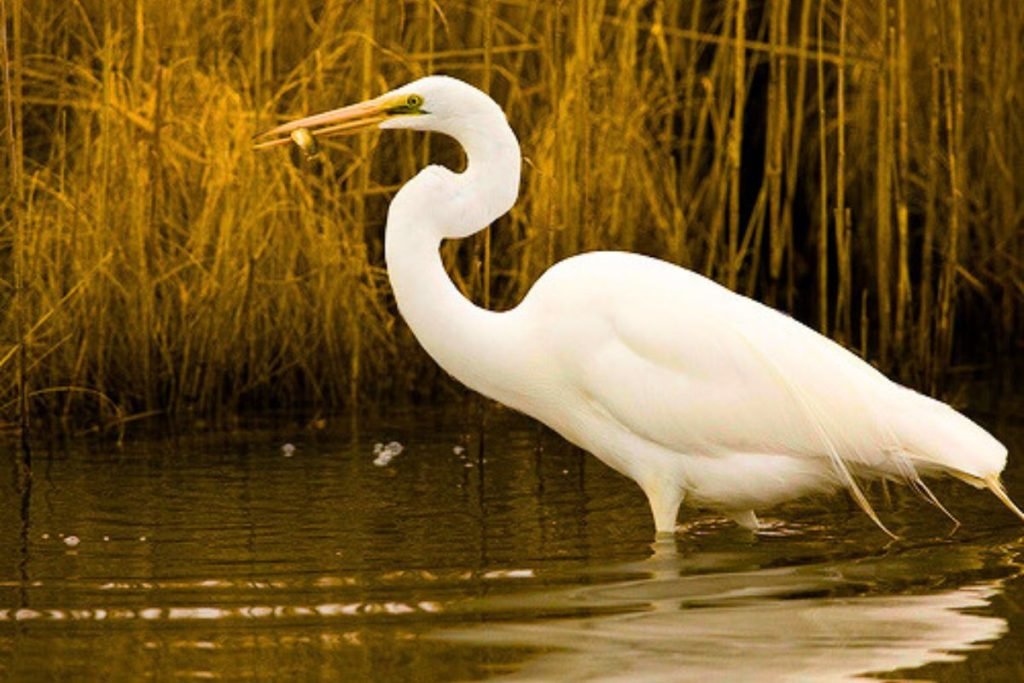 White Egrets