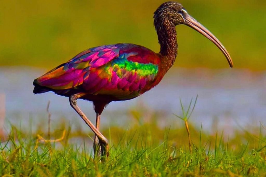Glossy Ibis