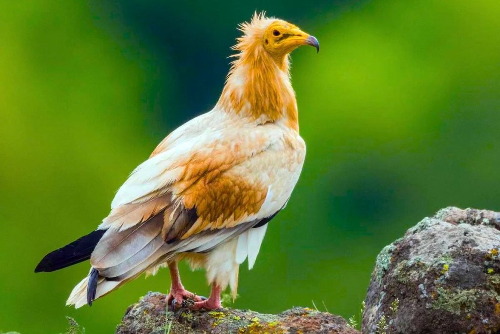 Egyptian Vultures