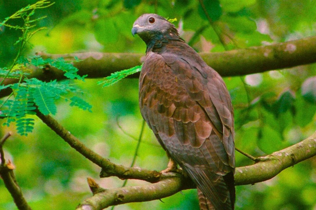 Oriental Honey-buzzard