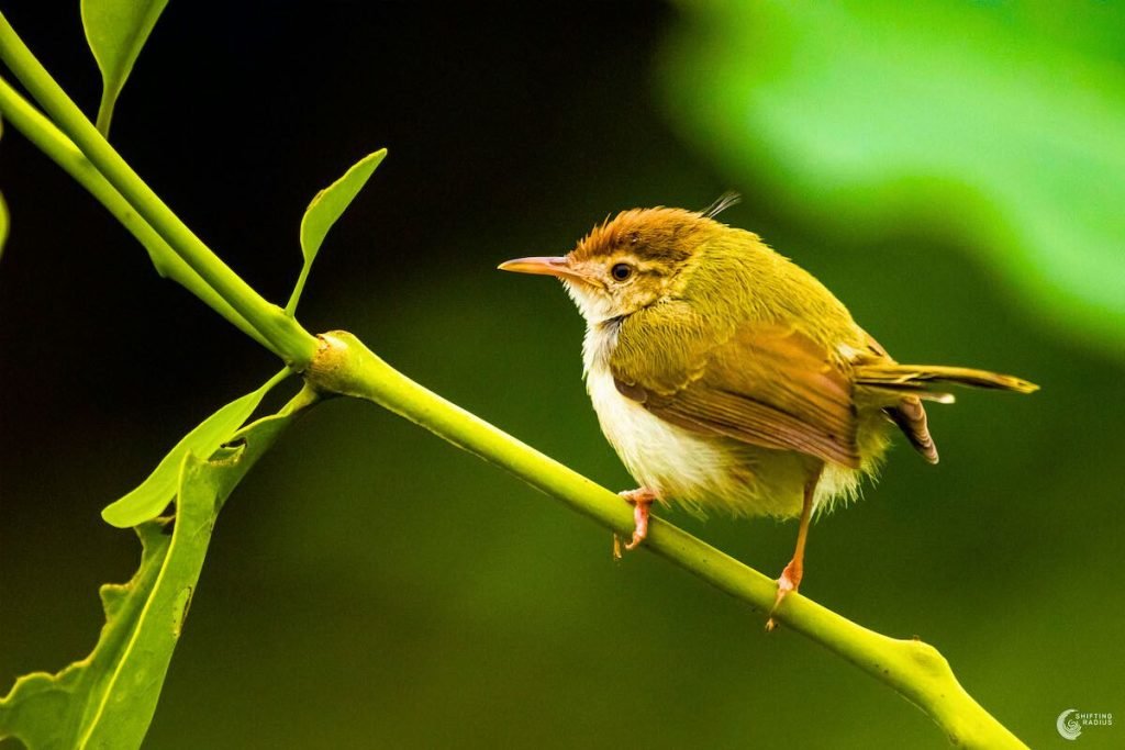 Common Tailorbird