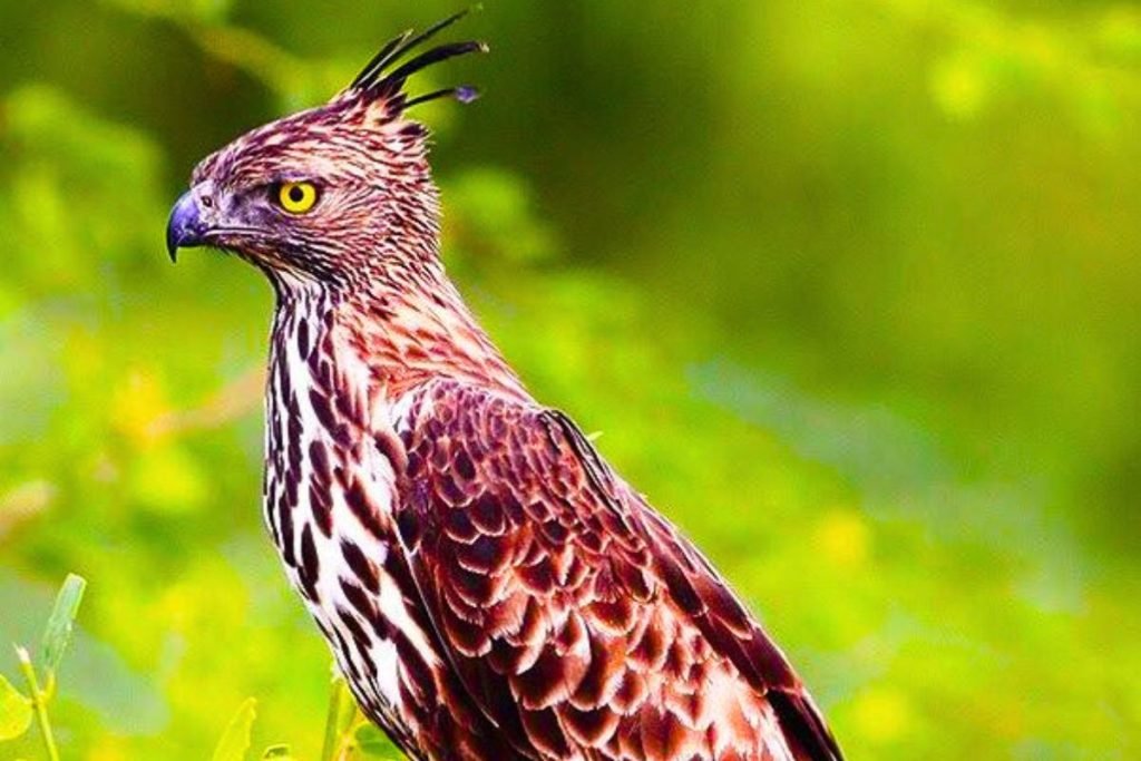 Mountain Hawk-Eagle
