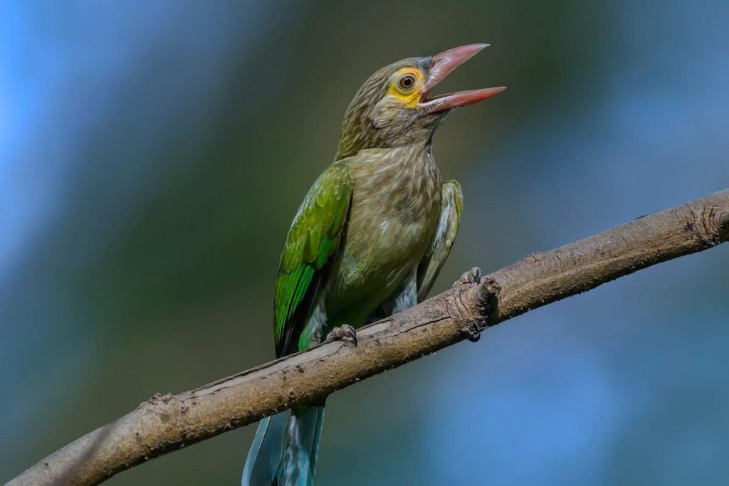 Brown-headed Barbet