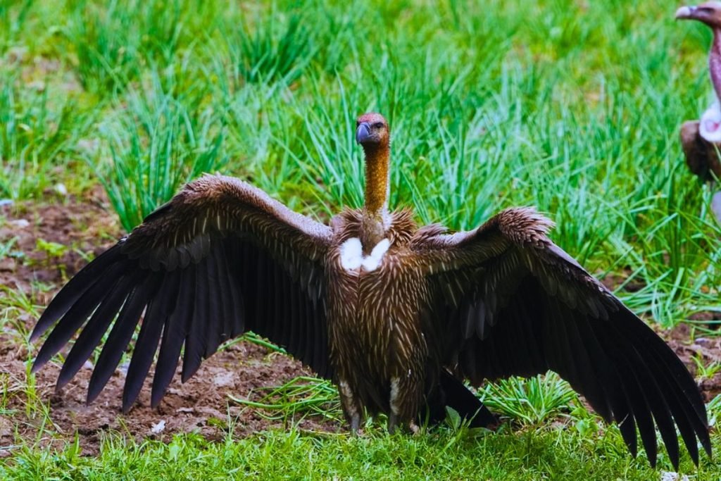 White-rumped Vultures in Rajaji National Park