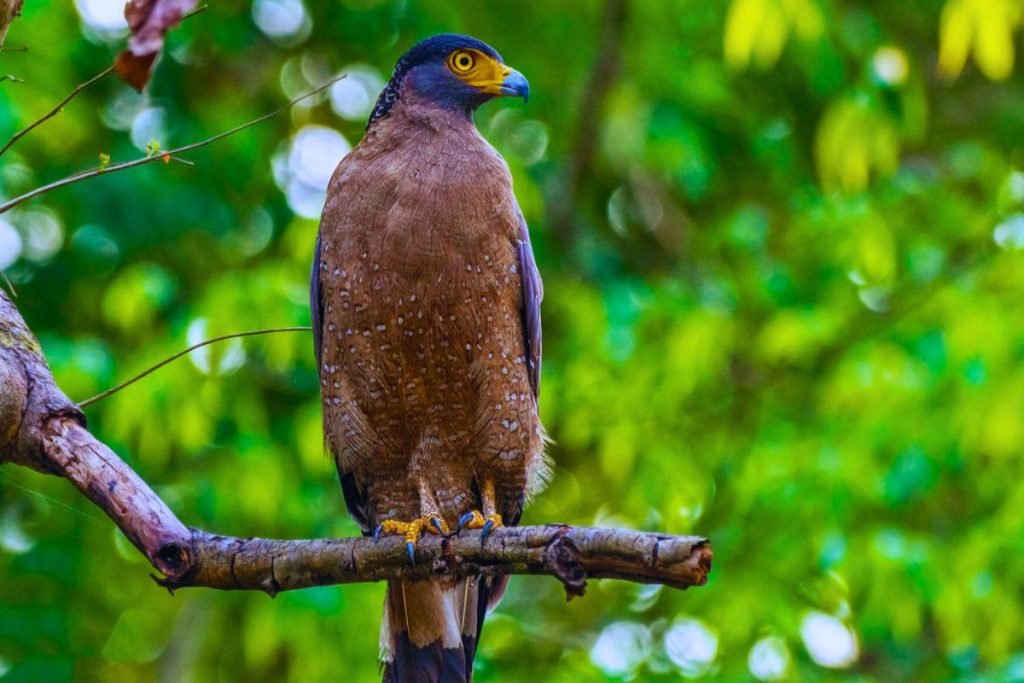 Crested Serpent-Eagle