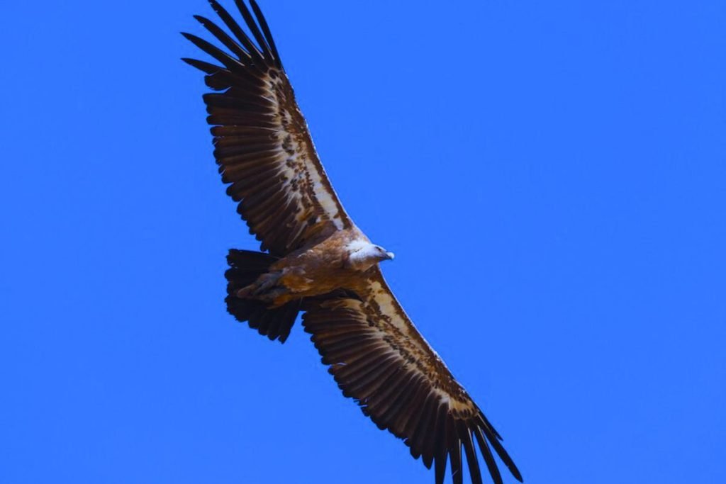 Eurasian Griffon in Rajaji National Park