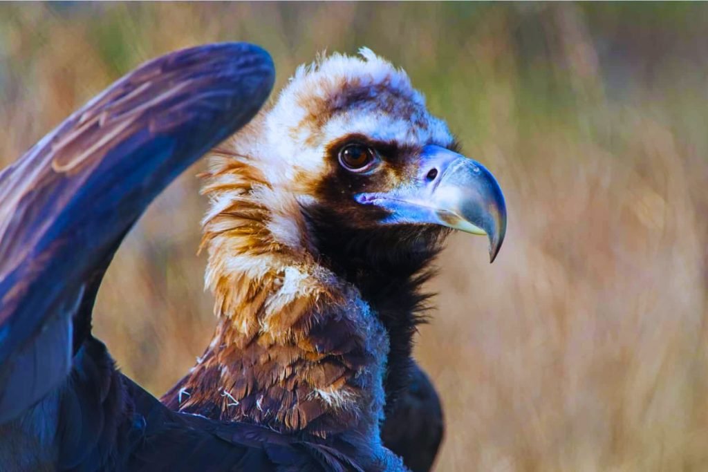 Cinereous Vulture