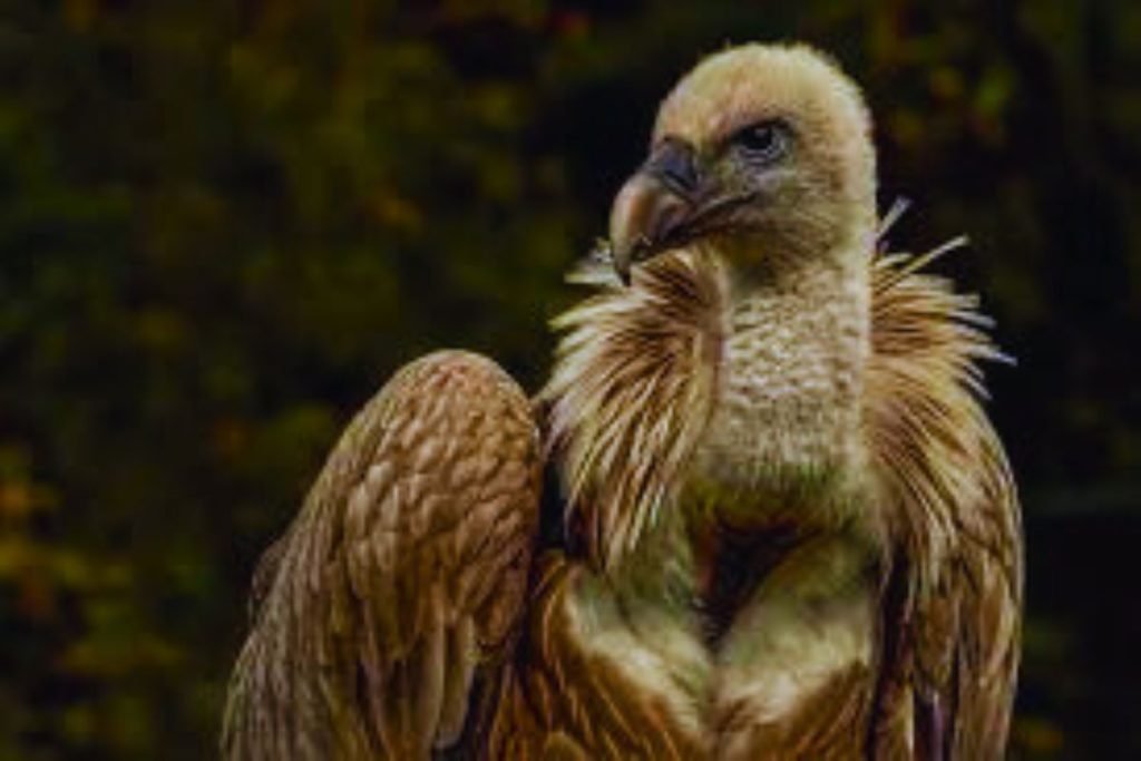 Himalayan Griffon