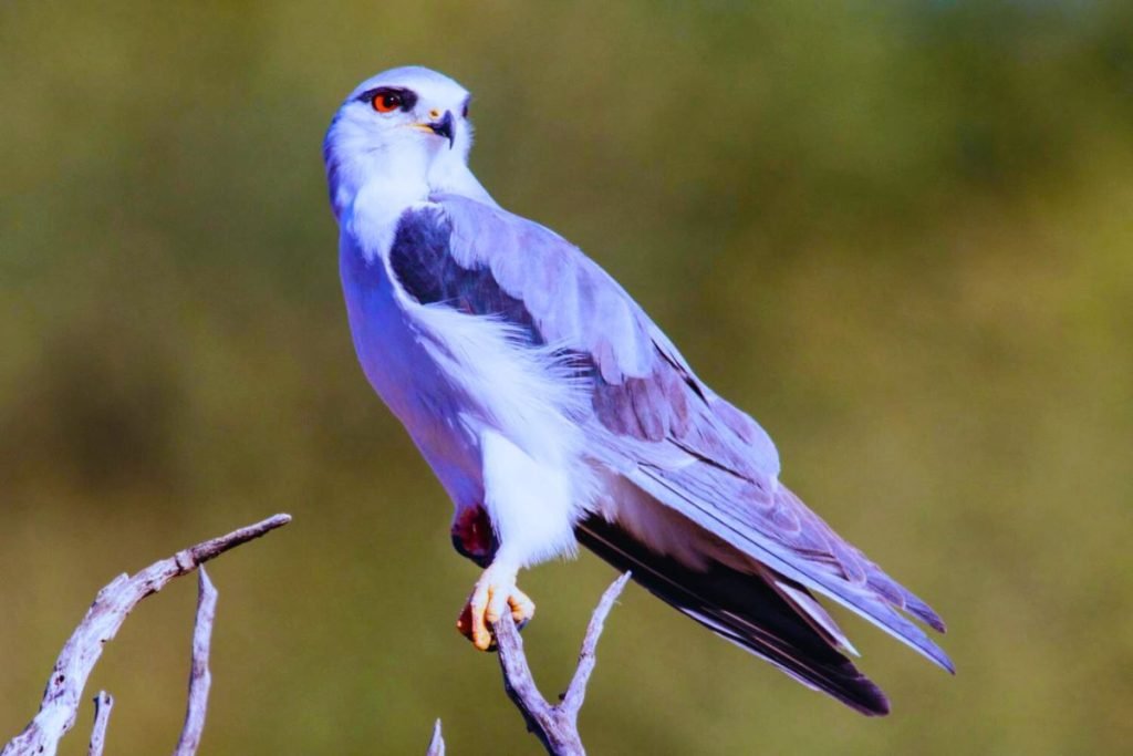Black-winged Kite