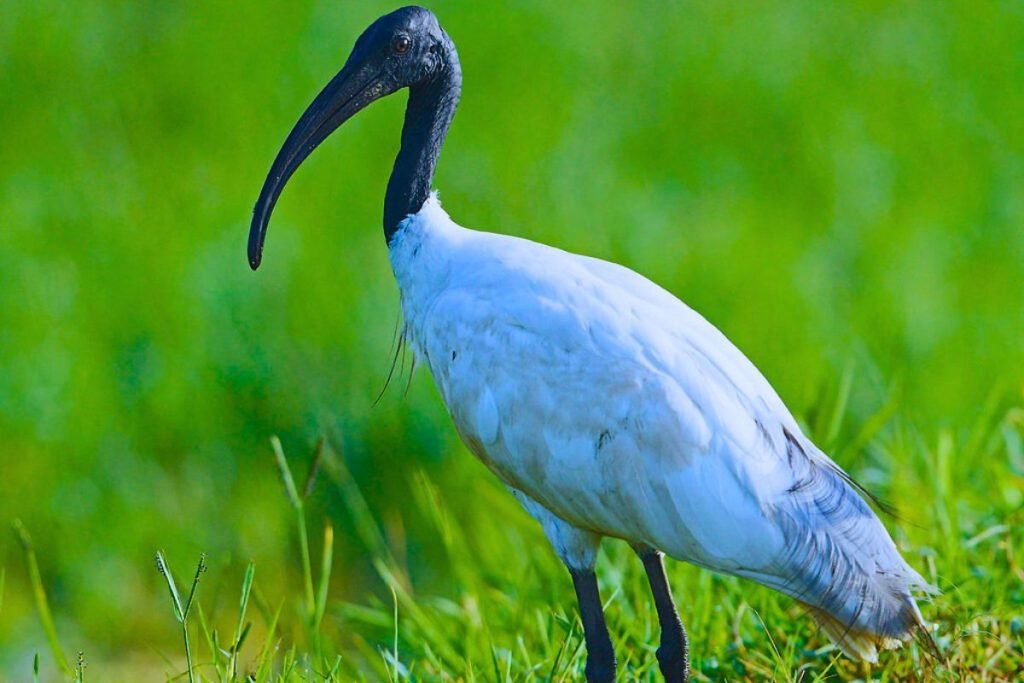 Black-headed Ibis