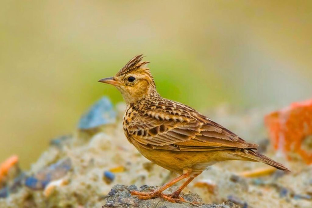 Oriental Skylark