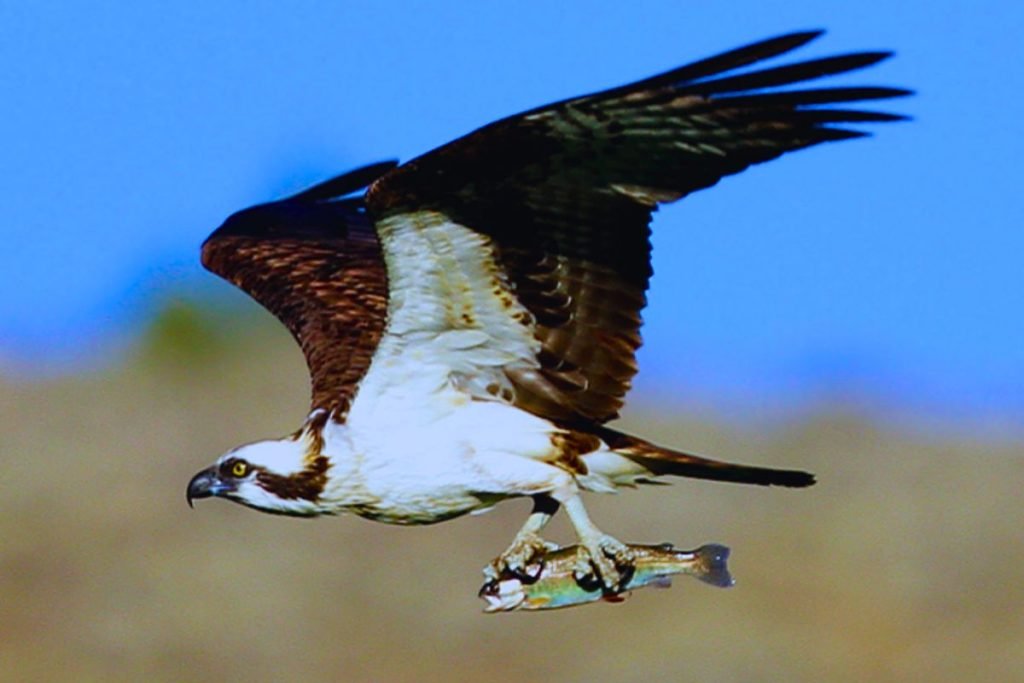 Osprey in Rajaji National Park