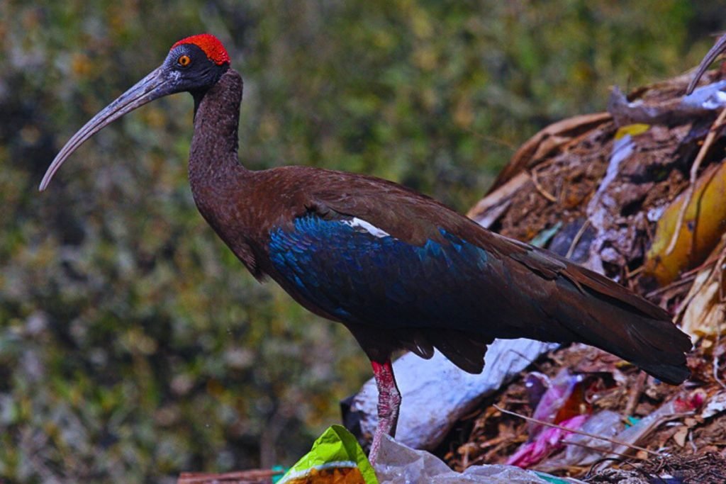 Red-naped Ibis