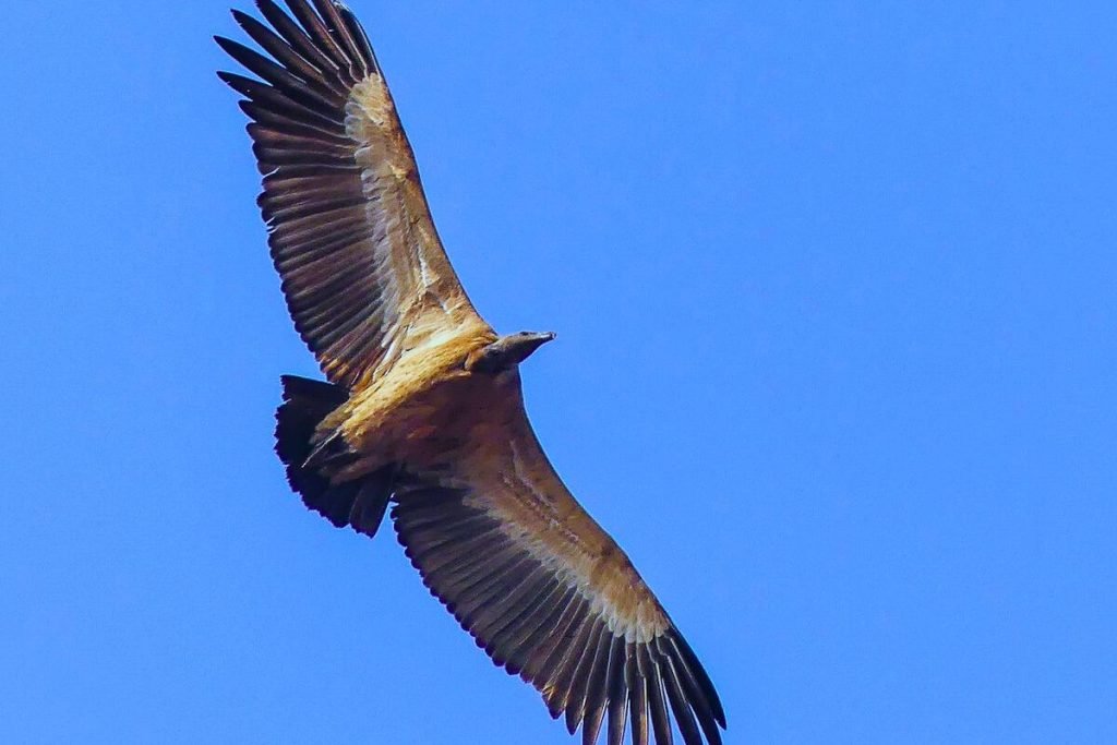 Gyps Vultures
