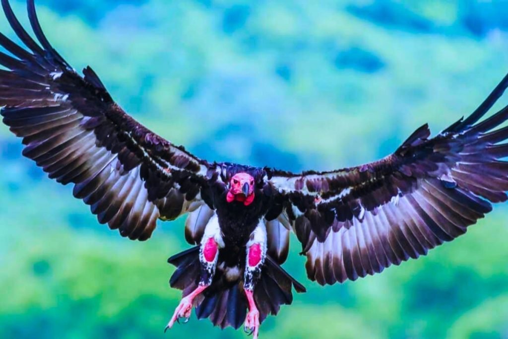 Red-headed Vulture